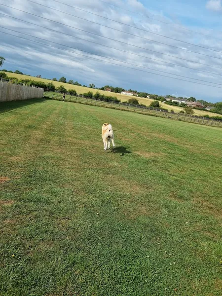 K9 Freedom Fields Coxhoe secure private dog field in Durham, DH6 4ER