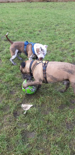 Run Free Dog Fields - Bargeddie secure private dog field in Bargeddie, G69 6UF