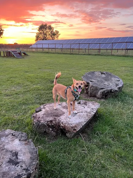 Wolvey Dog Walking Field- Burton Fields secure private dog field in Near Hinckley, LE10 3HA