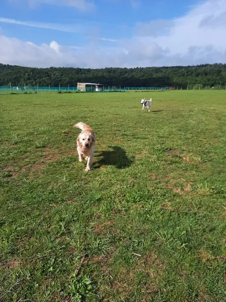 Canine Capers Dog Field secure private dog field in Bewdley, DY13 8DZ
