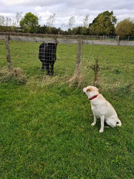 BARKway Dog Park secure private dog field in Royston, SG8 8HA