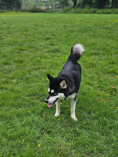 Room to Zoom secure private dog field in Attleborough, NR17 1YG