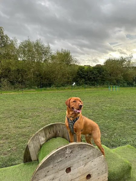 Unleashed Dog Park - Pontefract secure private dog field in Pontefract, WF8 1RZ