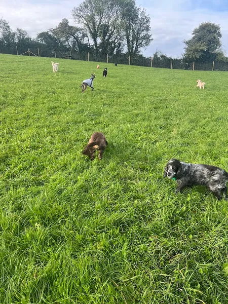 The Rambles secure private dog field in St Catherines Bath, BA1 8HQ