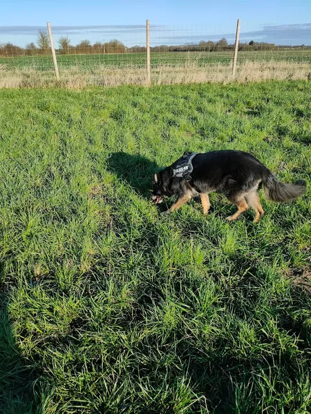 Fressingfield Dog Run secure private dog field in Fressingfield Eye, IP21 5SH