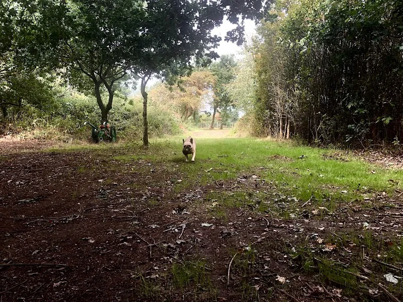 Humphrey's Happy Hounds secure private dog field in Harold Wood, RM3 0NJ