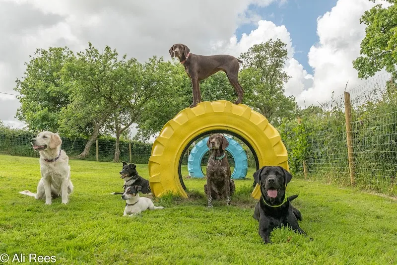 Valley Orchard Dog Park secure private dog field in Valley Road Narberth, SA67 8BS