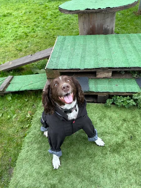 Wild Paws Dog Park secure private dog field in Ardross Rd Alness, IV17 0XX