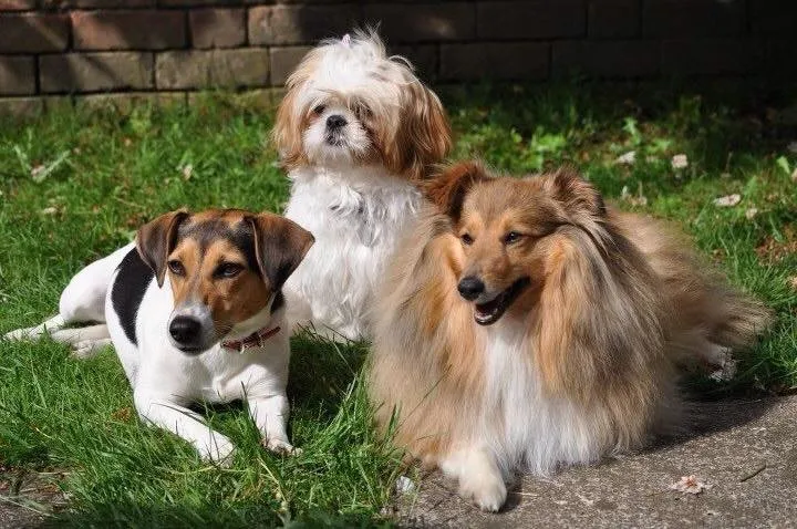 Pads Paws Hoofs & Claws secure private dog field in Coventry, CV8 3FR