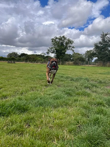 Martham Paw Ground secure private dog field in Martham, NR29 4RA