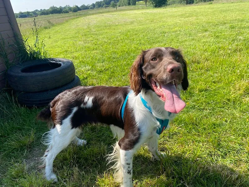 V.I.P Elite K9’S secure private dog field in Newton-le-Willows, WA12 9EZ