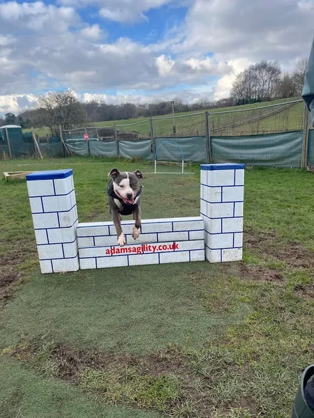Pounders Park secure private dog field in Sutton Coldfield, B75 5QX