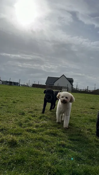 Canine Country Club secure private dog field in Stonehaven, AB39 2TQ