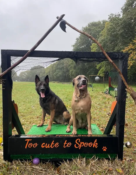 Happy Hounds secure private dog field in Canterbury, CT3 3LD