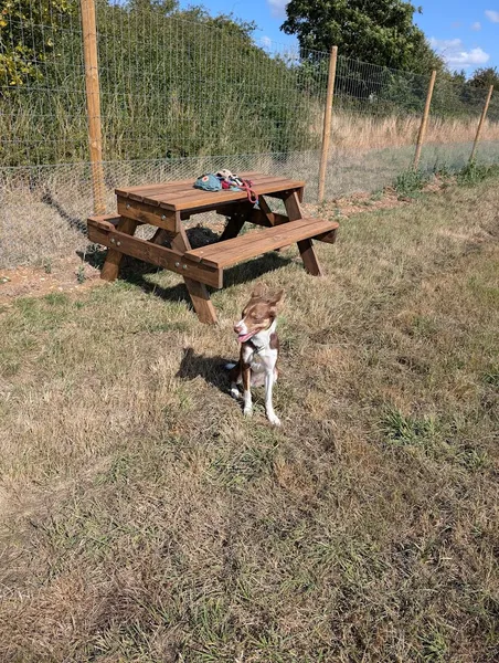 Zoomie Dog Fields secure private dog field in Andover, SP11 7LW