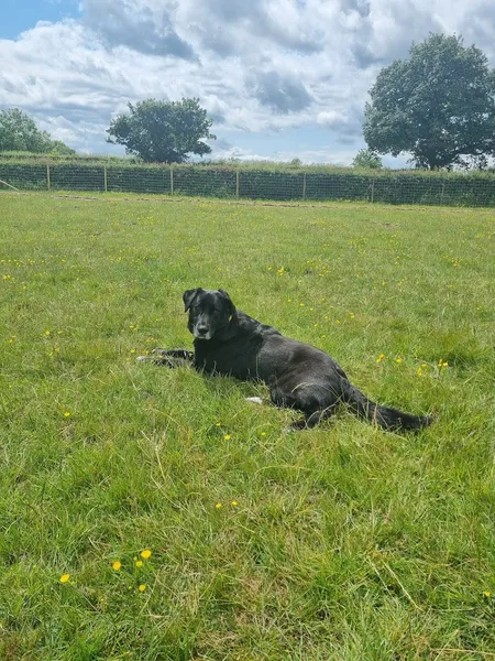 The Dog Walking Field - York secure private dog field in York, YO26 8JT