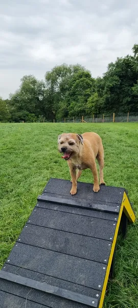 Paws N Play Dog Park secure private dog field in Nantwich, CW56BU
