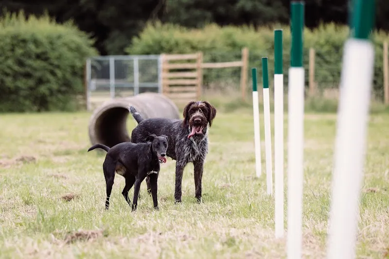 Escrick Park Estate Dog Run secure private dog field in York, YO19 6EA