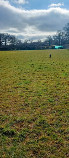 Grow Walkies - South Mimms secure private dog field in Potters Bar, EN6 3LT