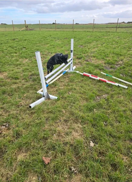 Secure Dog field secure private dog field in Davochfin Farm Dornoch, IV25 3RW