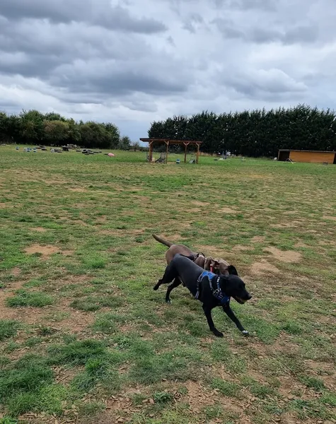 Woof n Wag secure private dog field in SG6 4JS