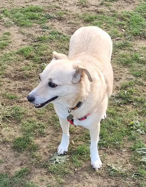 Woof n Wag secure private dog field in SG6 4JS