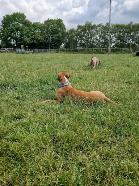 Coton Secure Dog Walking secure private dog field in Coton, CB23 7PW