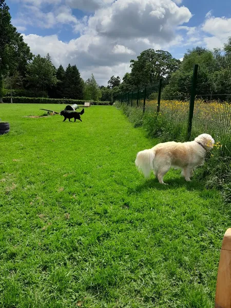 The Dog Meadow secure private dog field in County Armagh, BT67 0QL
