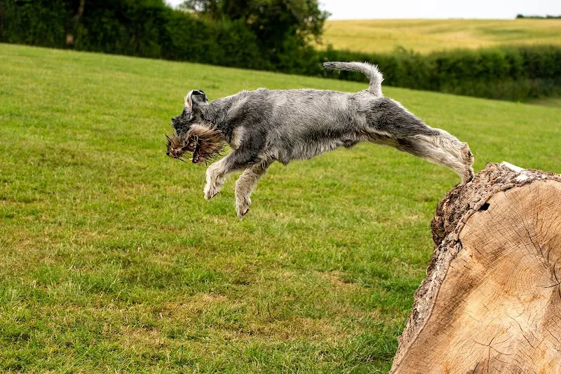 Buddy & Beau Dog Fields secure private dog field in Oxfordshire, OX15 6EX