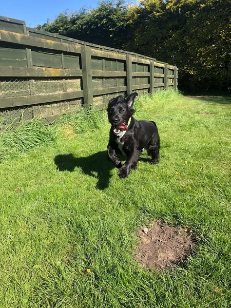 Centre Barks K9 Stay & Play & Secure Field & Cattery secure private dog field in Sedgefield, TS21 3ER