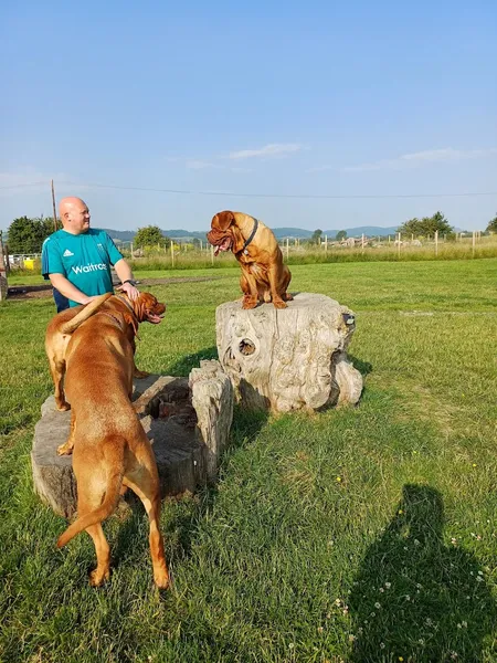 Paw Park secure private dog field in Rhuddlan, LL18 5UE