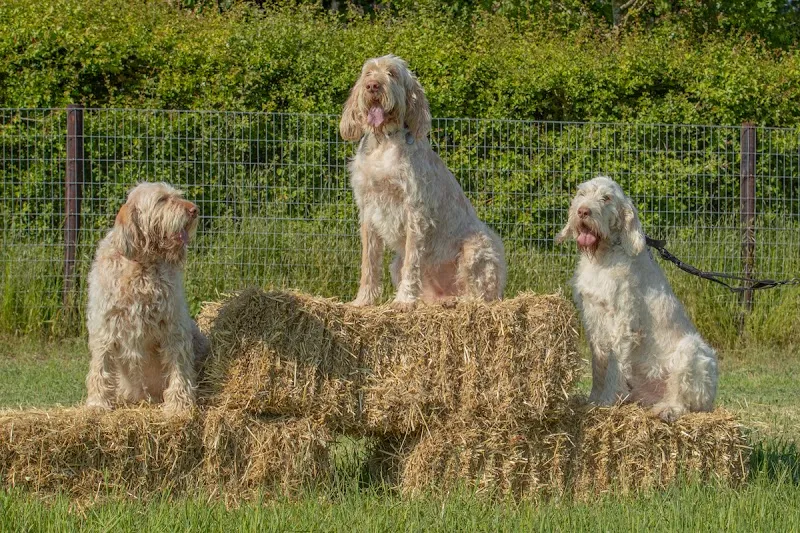 Go Frolic - Dog Walking Field secure private dog field in Ipswich, IP8 4PJ