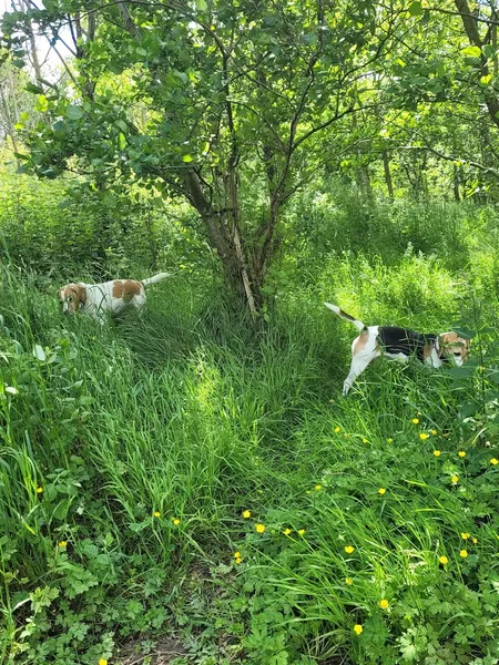 Run Free Dog Fields - Broxburn secure private dog field in West Lothian, EH52 6PN