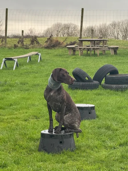 The K9 Concept (Dog Training & Secure Dog Field) secure private dog field in Melton Mowbray, LE14 4UD
