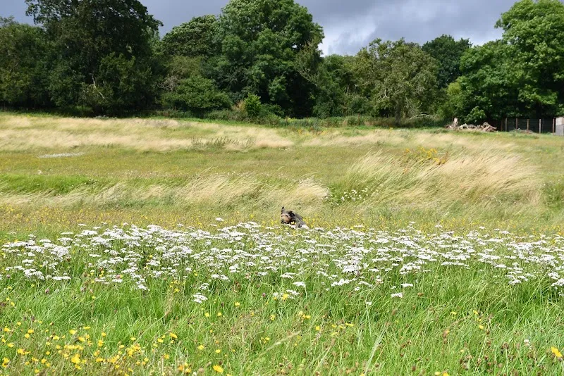Ashdown Dog Paddock secure private dog field in Lambourn, RG17 8PH