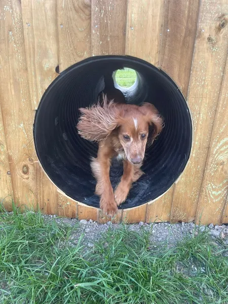 Haslingfield Secure Dog Field secure private dog field in Cambridge, CB23 1LU