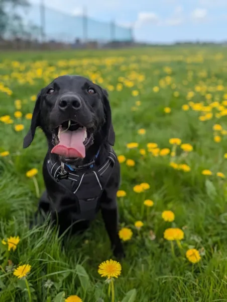 Midge Hall Secure Dog Field secure private dog field in Leyland, PR26 6TN