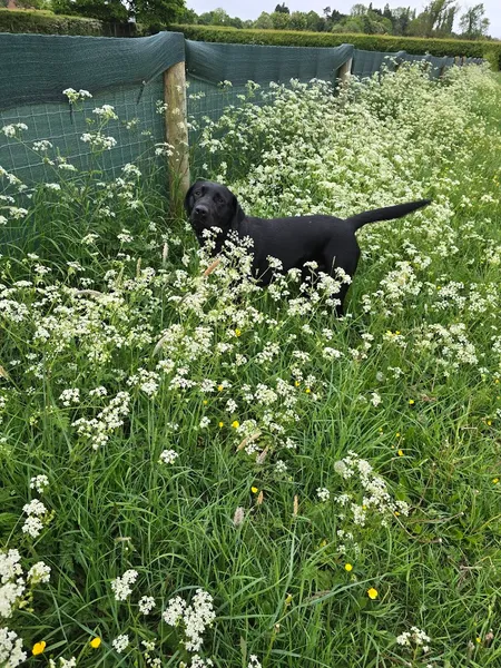 Horton Corner Dog Walking Field secure private dog field in Slapton, LU7 9SZ