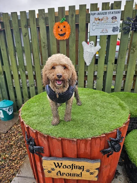 Woofing Around @ Simpson Green Farm secure private dog field in BD10 0TA