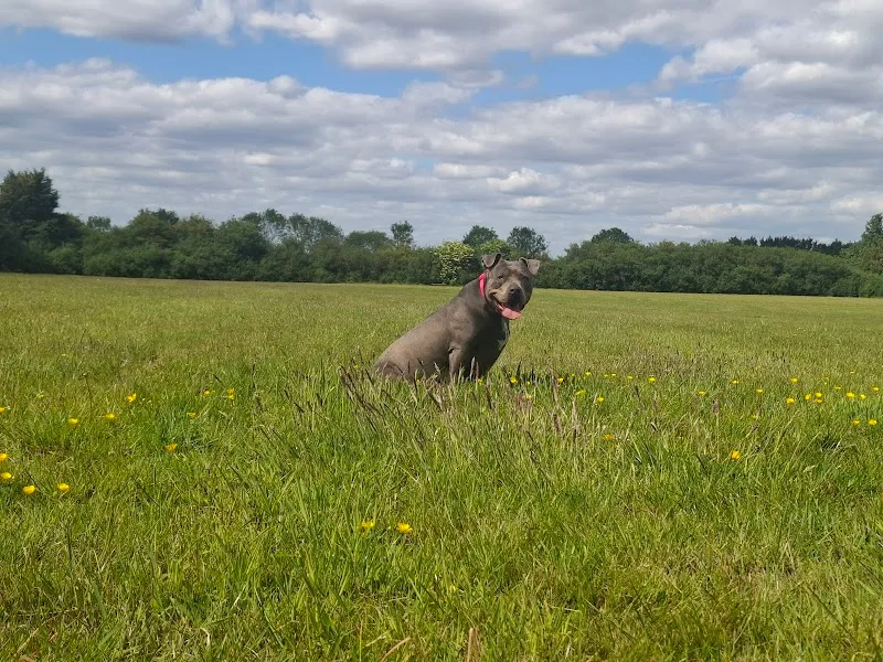 Mutleys Crew secure private dog field in Biggin Hill, BR2 6AR