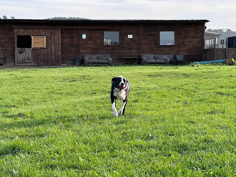 THE BARK PARK - Private Dog Walking Field Hire, Whalley secure private dog field in Clitheroe, BB7 9TW