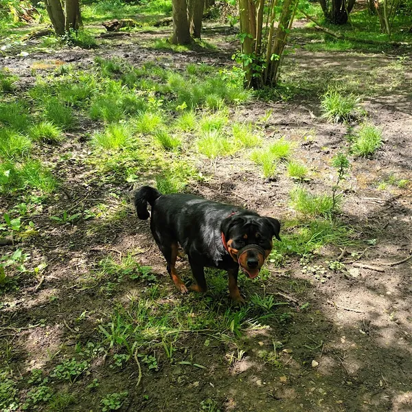 Hounds & Bounds secure private dog field in Tilehurst, RG31 4UQ