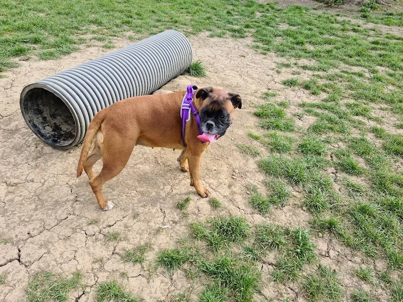Let The Dogs Run secure private dog field in Wakefield, WF4 3DN