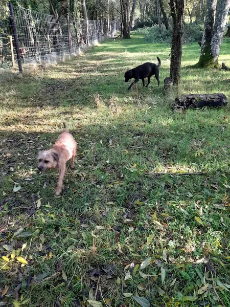 Happy Fields Field Rental secure private dog field in Chepstow, NP16 7LF