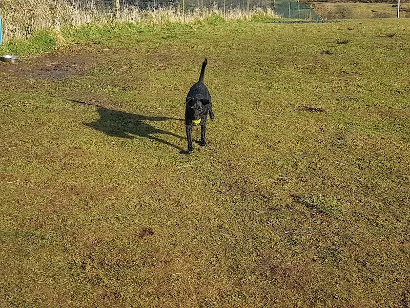 Run Free Dog Fields - Port Glasgow secure private dog field in Port Glasgow, PA13 4SG