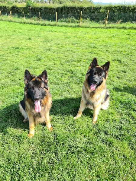 Run Free Dog Fields secure private dog field in Glasgow, G72 8YJ