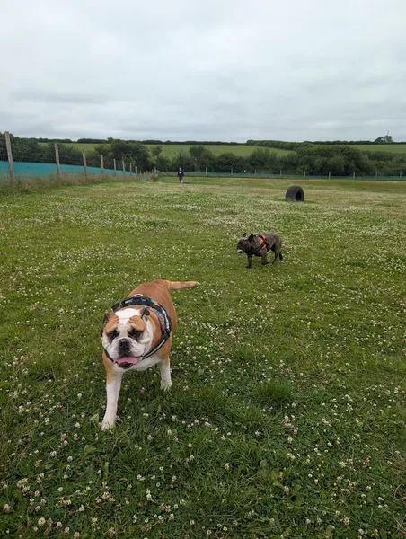 Off the Lead secure private dog field in Cornwall, PL30 5JB