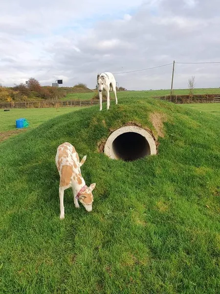 Babu Dogs secure private dog field in Chippenham, SN15 5BG