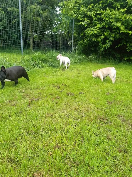 Coxmoor House Kennels & Cattery secure private dog field in Nottingham, NG17 7QN