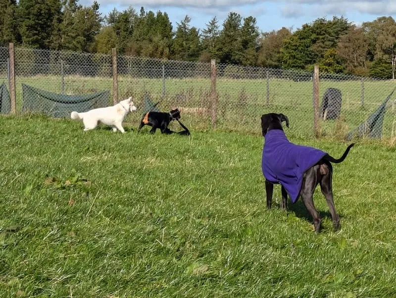 The Dog Play Centre secure private dog field in West Lothian, EH55 8LD